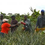 DSC0037 1 Qualipine Cluster: A Growing Actor in Ghana’s Fruit Industry