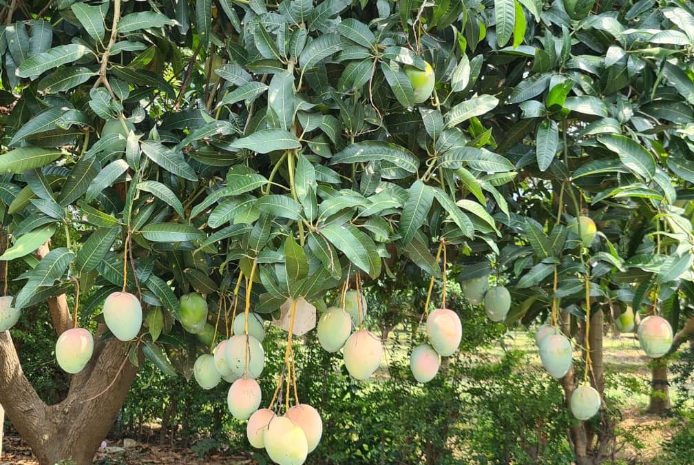 Hendy 17 Mango Farmers in the Shai Osudoku district  to control Bacteria Black Spot disease