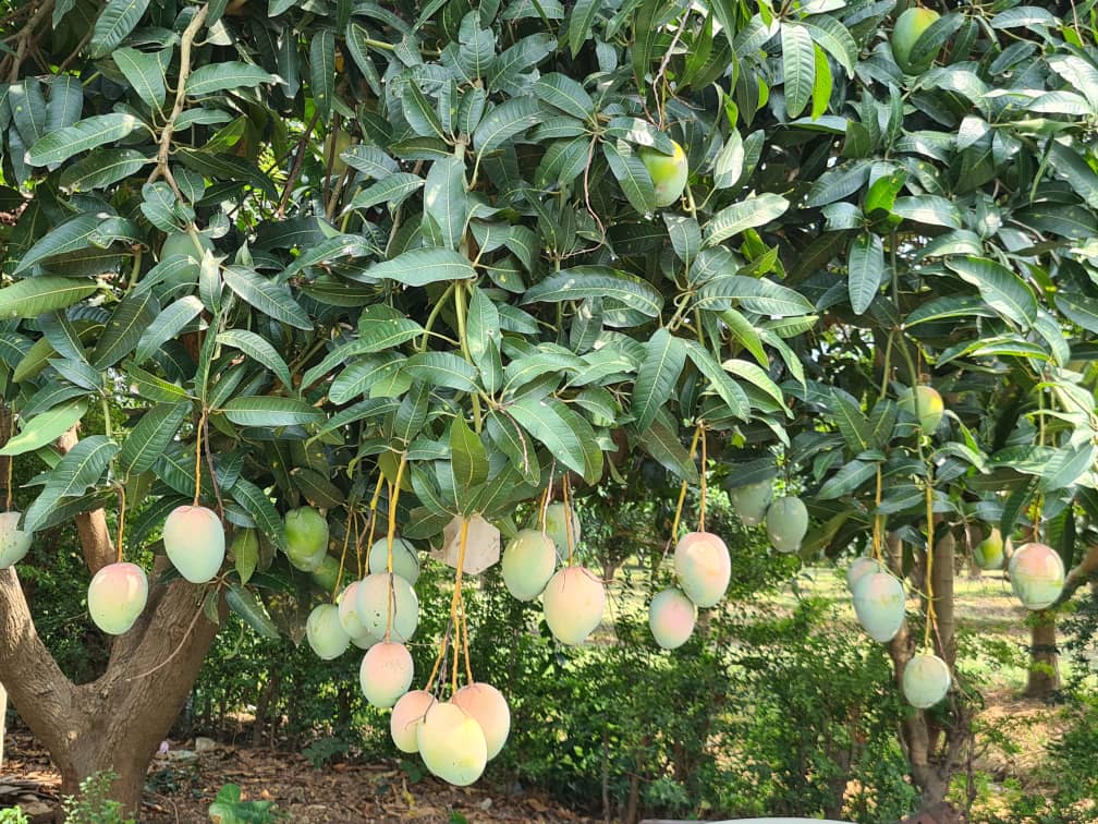 Hendy 17 Mango Farmers in the Shai Osudoku district  to control Bacteria Black Spot disease