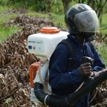 PPEDCO photo RESIZED Cultivating Prosperity: UNIDO’s Effective Control of Pest and Diseases Impacts Ghana’s Mango  Farmers