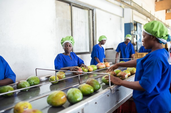 UNIDO’s Support to Yilo Krobo Mango Farmers Association Creating Market ...